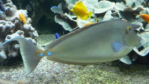 Naso-unicornis-1