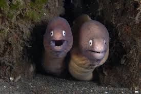 moray